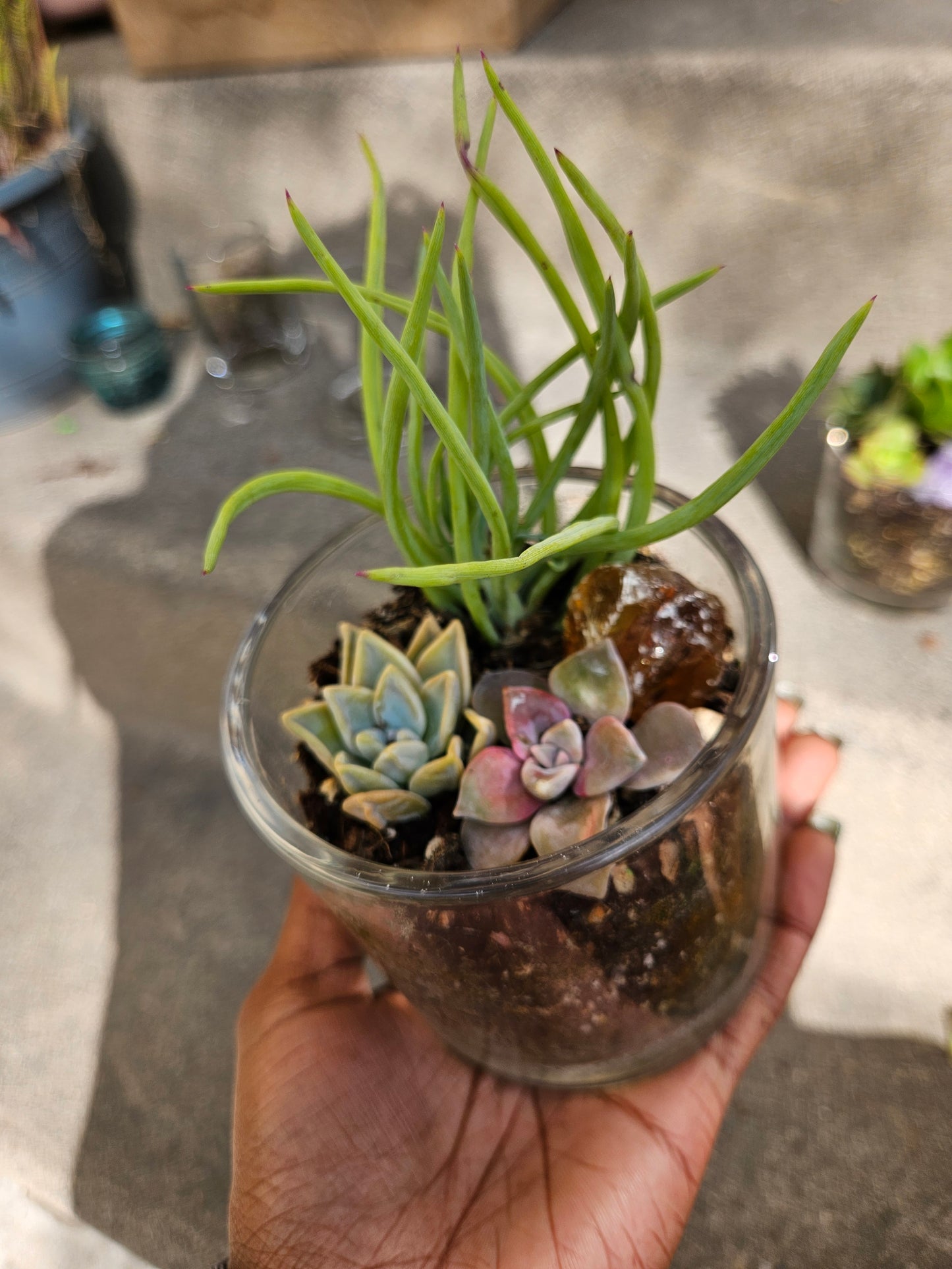 Crystal Succulents