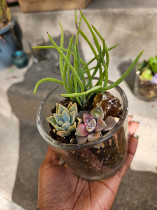 Crystal Succulents